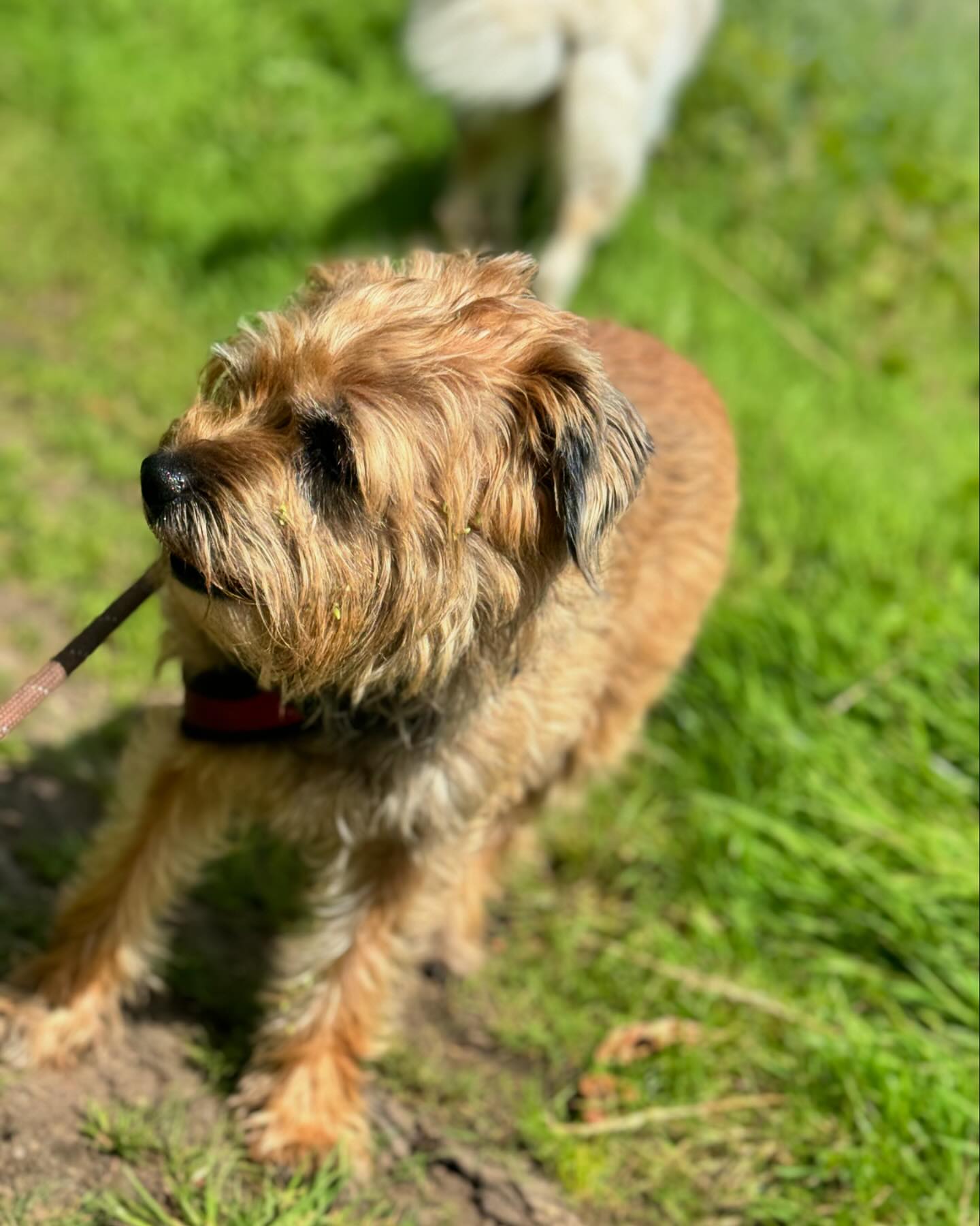 Ned, a scruffy border terrier walking with a stick — a happy home boarding guest