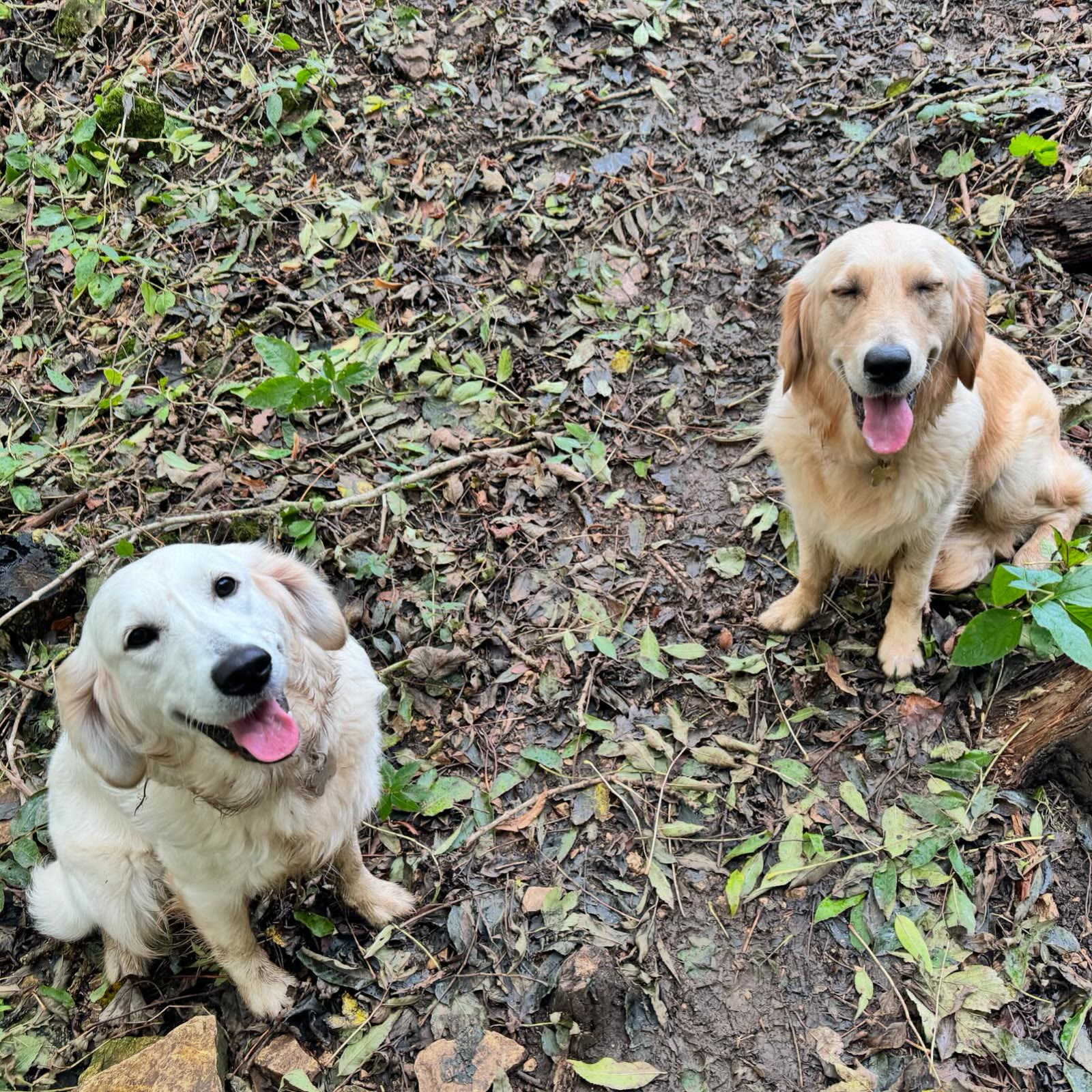 Bella and Daphne sitting together in autumn leaves